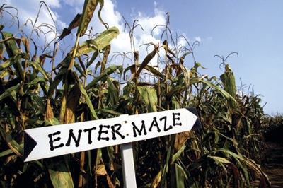 corn maze fall fun