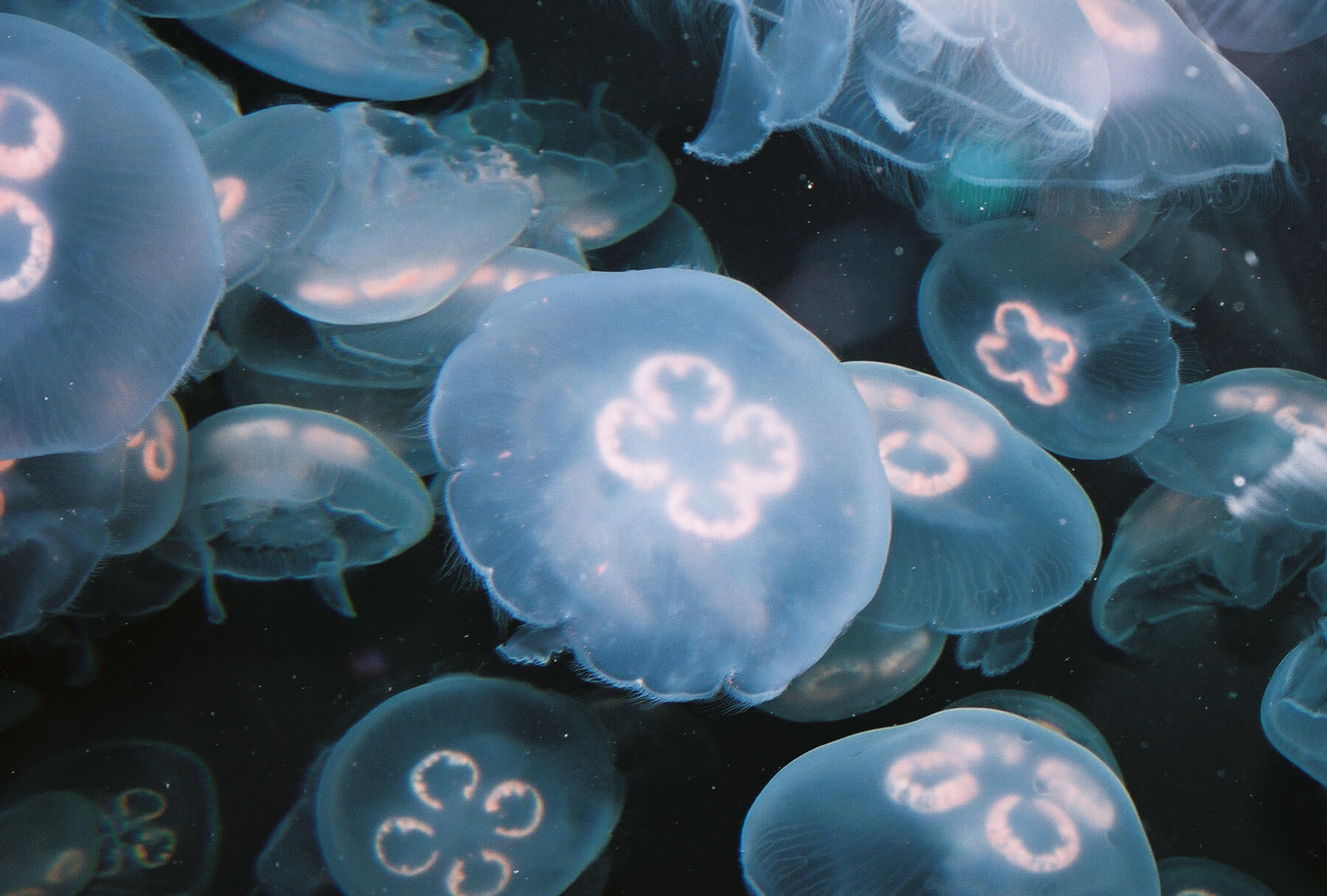 Moon Jellyfish
