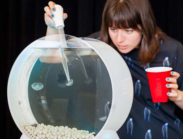 moon jellyfish feed Dian Lofton