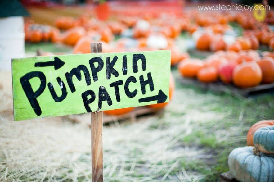 pumpkin patch sign jacksonville florida
